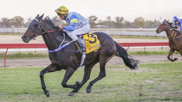 The right stuff: Ricky Blewitt  and Track Flash take out  the Moree Picnic Cup. 