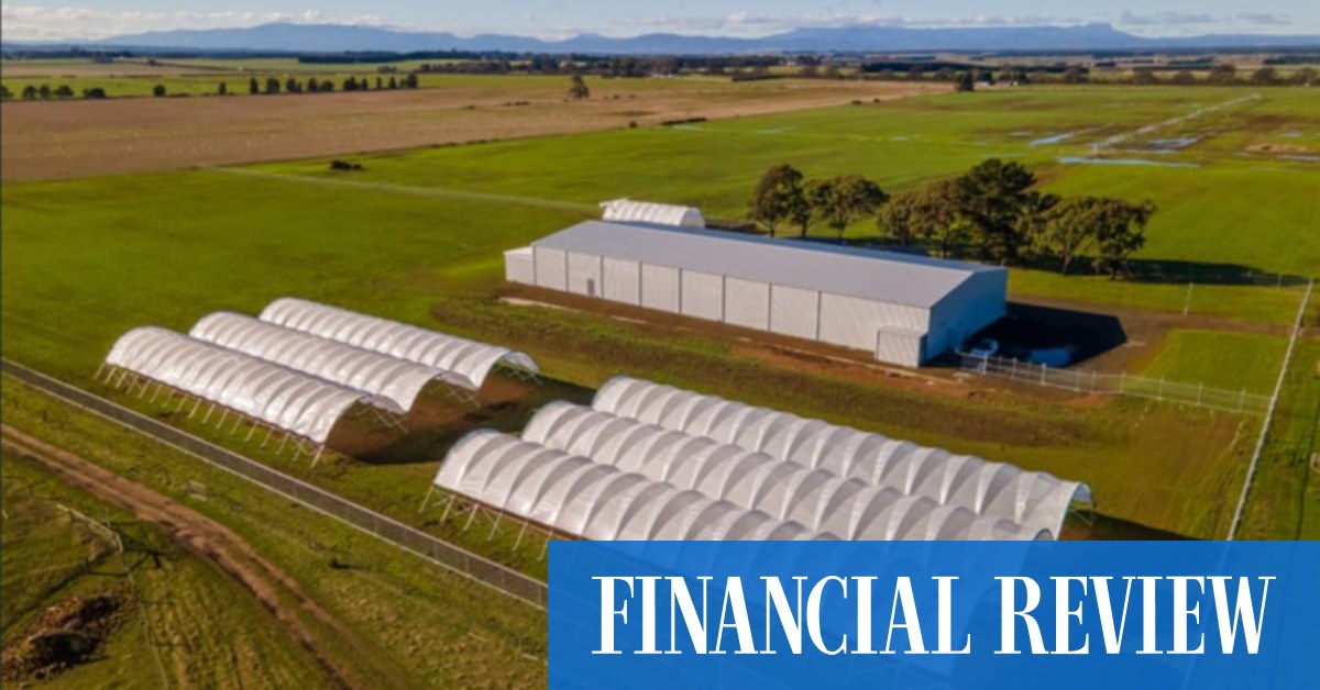 Teals' top donor Rob Keldoulis buys Tasmania cannabis farm - Vimarsana News