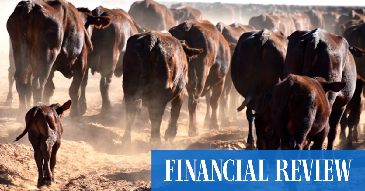 Live cattle trade in dire straits as Wellard earnings plunge - Vimarsana News