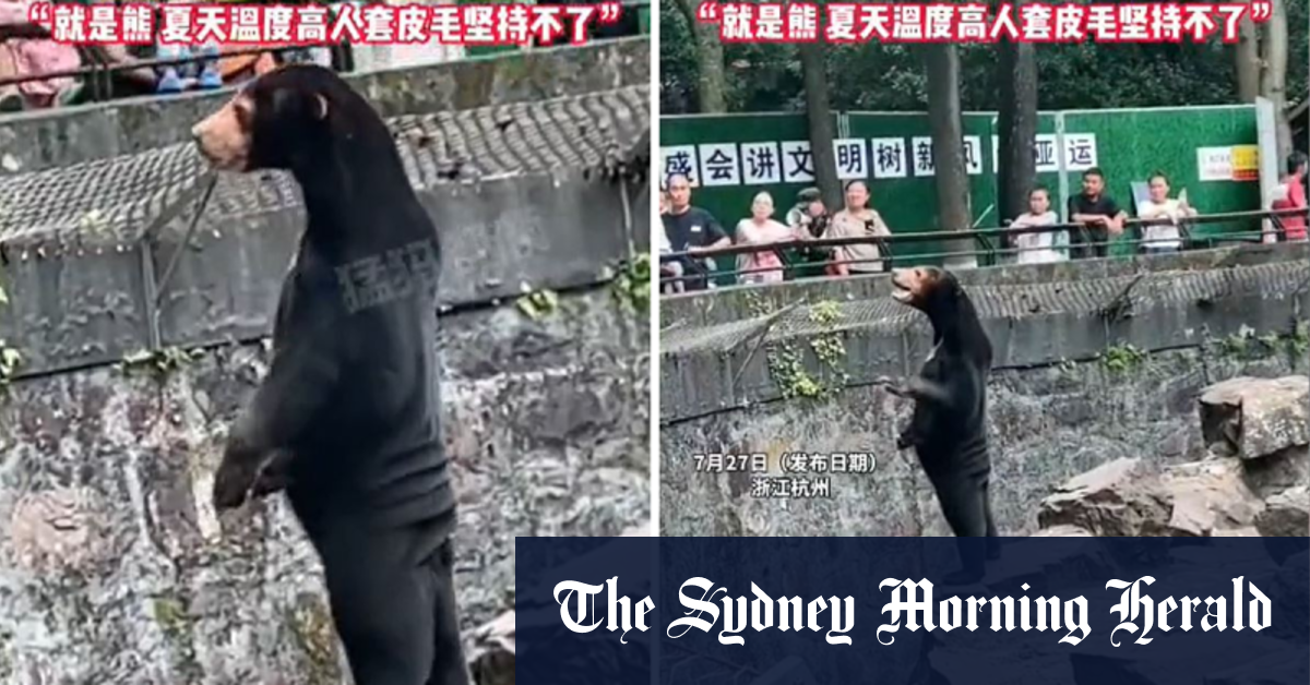 Chinese zoo forced to deny bear is a person