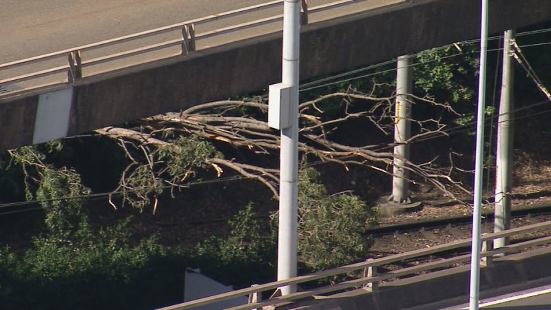 Sydney light rail line knocked out by fallen tree