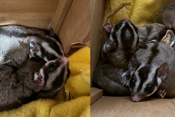 A Scottish zoo says two of the six sugar gliders they took in after they were left abandoned in a box outside of a supermarket last month are carrying joeys.