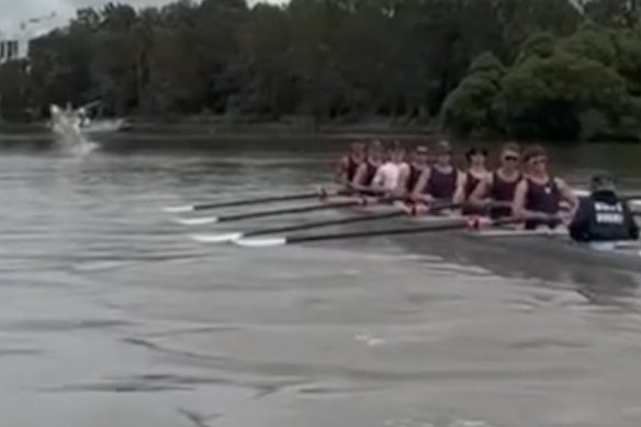 Um tubarão salta perto de remadores no rio Parramatta.