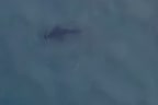 Instagram user @dronesharkapp saw the shark and alerted nearby paddlers.