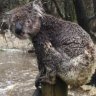 We saw drought and fire ravage koalas but thought they could climb free of floodwaters ... until now