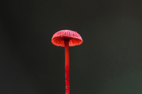 Cruentamycena viscidocruenta, also known as a ruby bonnet.