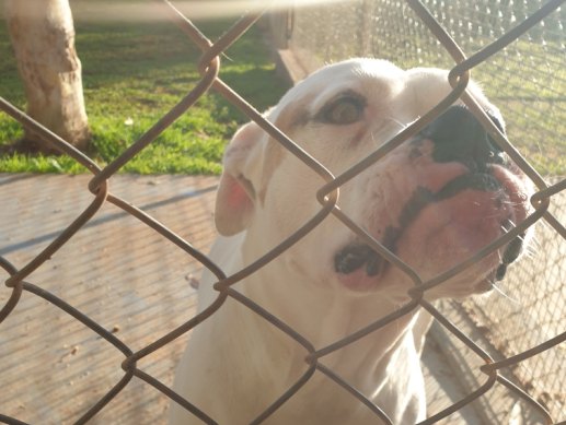 An American bulldog surrendered because its owner was homeless.