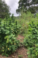 A total of 570 cannabis plants were seized from multiple properties in Queensland during Operation Oaky.