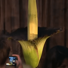 Flies swarm to Putricia.