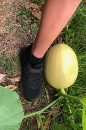The pumpkin had grown from the size of an orange to the size of a rockmelon in one day, according to the school's P&C president.
