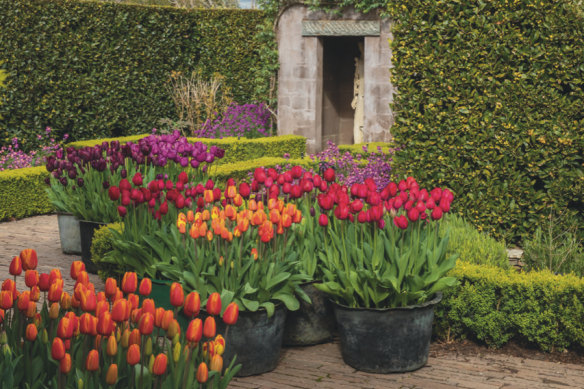 Tulips in old laundry coppers at Stonefields from ‘Stonefields by the Seasons’.