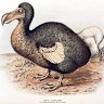 Genome sequencing tests suggest the extinct flightless dodo could be brought back to life, say scientists.