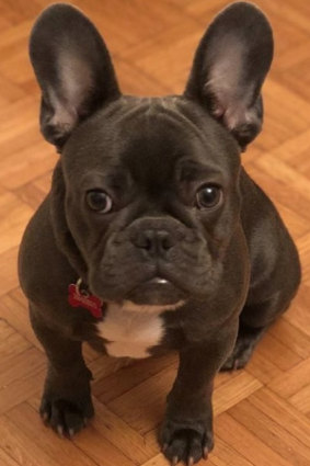 Brisbane Bullets recruit Lamar Patterson's French bulldog, Kobe.