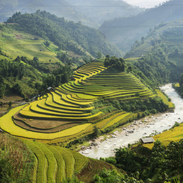 Rice grows at Ha Giang in northern Vietnam. At one point, the Prime Minister called his Vietnamese counterpart to shore up a supply of rice for Australia.