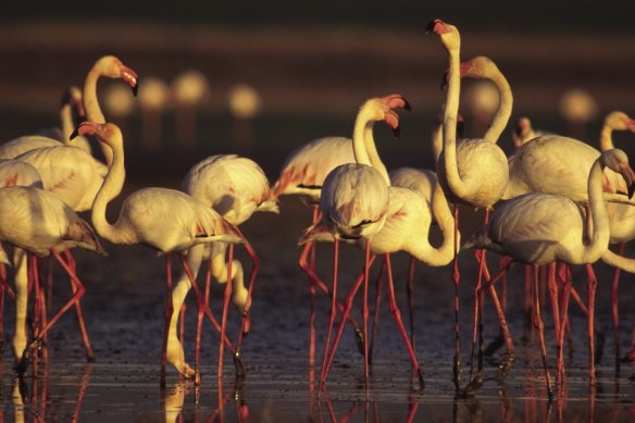 Flamingoes are the stars of the Ebro Delta National Park.