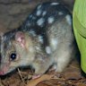 Northern quolls are endangered mainly because of fatal poisoning when they eat cane toads.