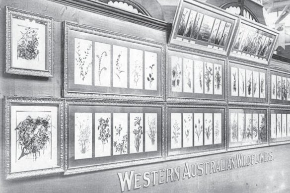 A collection of May Creeth’s wildflower paintings, which were exhibited at the Glasgow International Exhibition to the Paris Exposition Universelle in the 1900s.