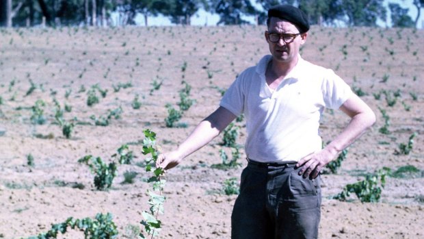 Tom Cullity, aged 43, with the first Vasse Felix vines he planted in the late 1960s. 