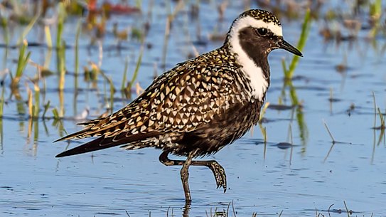 The lost American golden plover that somehow wound up at Melbourne’s Western Treatment Plant.