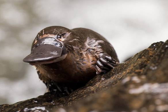 Federal and state governments have generally failed to give the platypus endangered species status.
