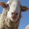 WA farmers plan to flood freeways in stand against live export ban