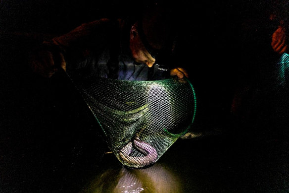 Dave Dawson trapping eels at night by torchlight. 