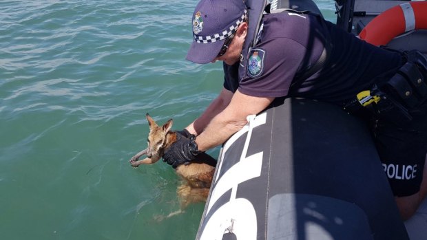 Water police rescued the wallaby after a member of the public saw it swimming 6.2 kilometres off North Stradbroke Island. 