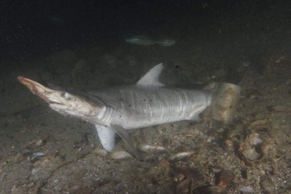 A shark was found being used as shark bait, with scaffolding coupling holding it in place.