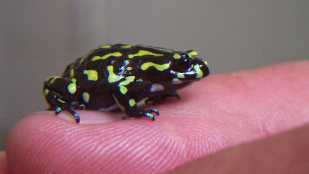 The Northern Corroboree frog, native to the Namadgi wetlands, is smaller than a fingernail. 