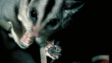 Police set to swoop after sugar glider dealers caught on station CCTV