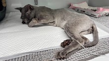 Pumpkin was in hospital fo four days with his treatment costing owner Gary $6000.