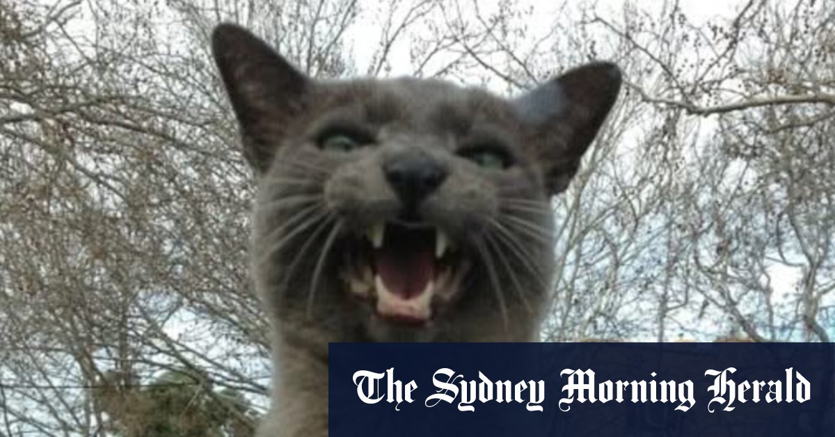 How a cat named Horse came into my life when I needed him most