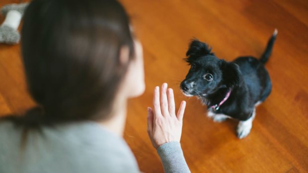 Dogs and humans are encouraged to communicate using signals and body language. 