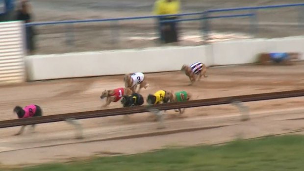 Moroccan Miss (in blue) was euthanised after being badly injured in this race.