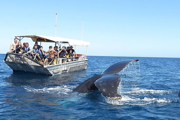 A  whale at Lady Elliot Island.
