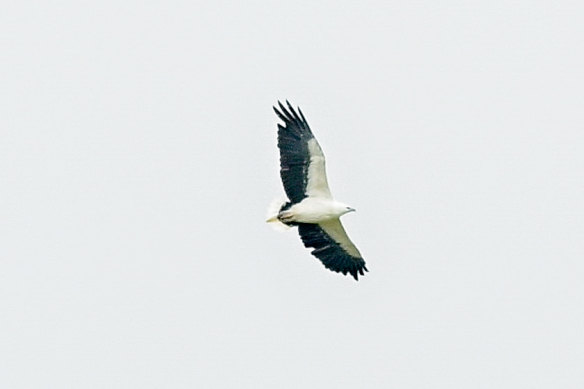 A white-bellied sea eagle soars above the Tootgarook Wetlands. 