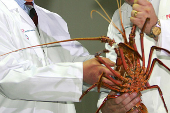 Restriction were in place to protect the sustainability of the western rock lobster fishery.