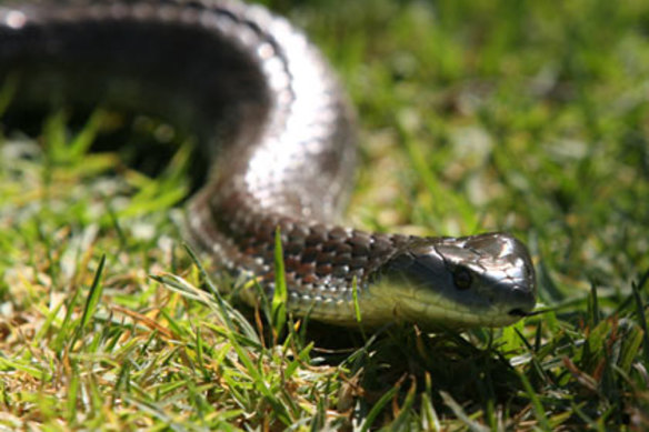 A tiger snake bite can cause a dog to die within 30 minutes to two hours if not taken into the vet. 