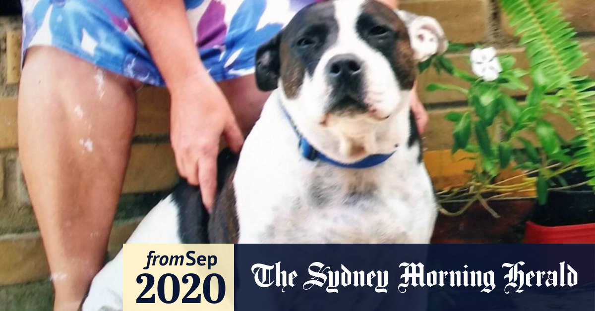 Heavy Petting Freeze Drying Pets To Preserve Them Forever