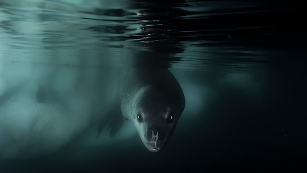 A curious leopard seal beneath the Antarctic ice.