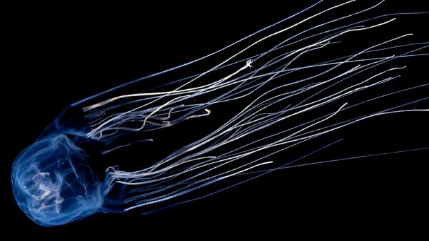 The box jellyfish “has enough sting to kill an entire classroom of children”, a marine biologist said, calling for more education in north Queensland.