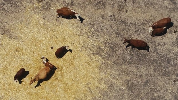 Cattle in the Hunter needed help during the current long, dry spell.