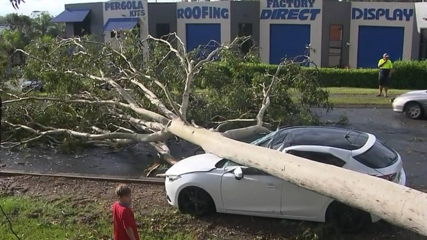 A fallen tree on the Gold Coast on Monday.