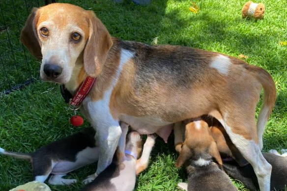 Momma Mia, the beagle adopted by Meghan and Harry.