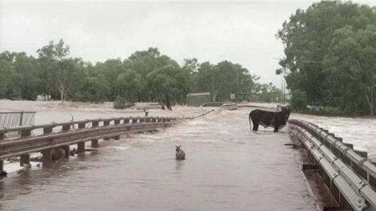 A rabbit and cow inspect the bridge damage.