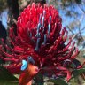 A waratah painted blue in Ku-ring-gai National Park. 