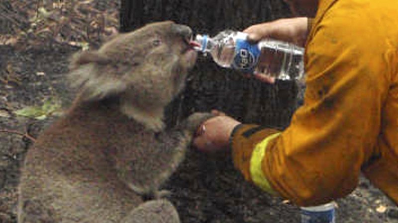 Why a thirsty koala isn’t the feel-good story it seems