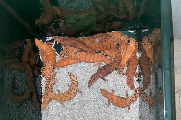 The lizards were allegedly captured in remote areas and concealed for export.
