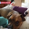 Perth boy mauled by two dogs outside Baldivis home