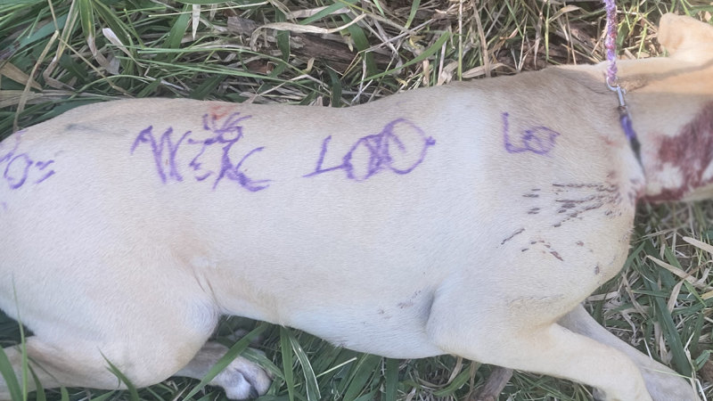 Wounded dog found covered in scribble left tied to a tree